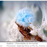 Plancheite and Fornacite
fov 1.7 mm
(Autor: ploum)
