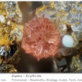 Erythrite
fov 0.5 mm
(Autor: ploum)