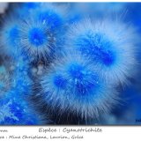 Cyanotrichite
fov 4.4 mm
(Autor: ploum)