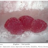 Variscite
fov 2.0 mm
(Autor: ploum)