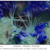 Mixite and Azurite
fov 4.0 mm
(Autor: ploum)