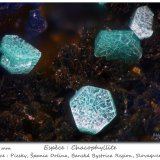 Chalcophyllite
fov 0.70 mm
(Autor: ploum)