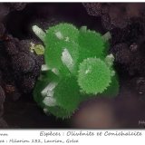 Olivenite on Conichalcite
fov 1.8 mm
(Autor: ploum)