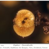 Cacoxenite
fov 1.05 mm
(Autor: ploum)