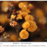 Cacoxenite
fov 1.3 mm
(Autor: ploum)