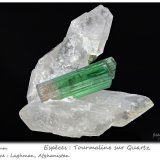 'Tourmaline' on Quartz
fov 60 mm
(Autor: ploum)