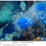Cyanotrichite
fov 2.3 mm
(Autor: ploum)