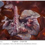 Cuprite
fov 2.0 mm
(Autor: ploum)