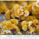 Cacoxenite, Strengite
fov 1.8 mm
(Autor: ploum)