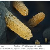 Phillipsite and Opal
Fov 1.35 mm
(Autor: ploum)