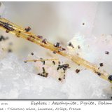 Aeschynite-(Ce) with Pyrite and Dolomite
fov 1.75 mm
(Autor: ploum)