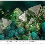 Libethenite and Turquoise
fov 2.2 mm
(Autor: ploum)