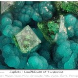 Libethenite and Turquoise
fov 2.0 mm
(Autor: ploum)