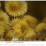Cacoxenite
fov 1.75 mm
(Autor: ploum)