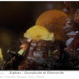 Cacoxenite, Eleonorite
fov 1.4 mm
(Autor: ploum)