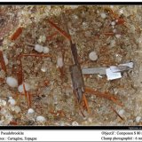 Pseudobrookite
6 mm
(Autor: ploum)