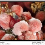Erythrite
3.5 mm
(Autor: ploum)
