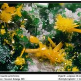 Kasolite, Torbernite
fov 2 mm
(Autor: ploum)