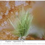 Agardite
fov 3.5 mm
(Autor: ploum)