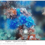Cyanotrichite
fov 4.6 mm
(Autor: ploum)