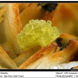 Mimetite
fov 3 mm
(Autor: ploum)