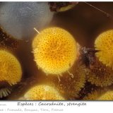 Cacoxenite, Strengite
fov 1.0 mm
(Autor: ploum)