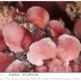Erythrite
fov 4.5 mm
(Autor: ploum)