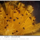 Cacoxenite
fov 0,31 mm
(Autor: ploum)