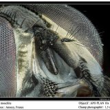 flyite
fov 1.5 mm
(Autor: ploum)