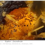 Cacoxenite
fov 0.75 mm
(Autor: ploum)