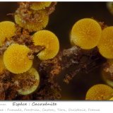 Cacoxenite
fov 1.8 mm
(Autor: ploum)
