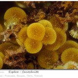 Cacoxenite
fov 1.8 mm
(Autor: ploum)