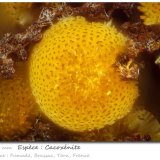 Cacoxenite
fov 0.67 mm
(Autor: ploum)