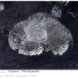 Phillipsite
fov 2.75 mm
(Autor: ploum)