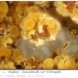 Cacoxenite on Strengite
fov 1.57 mm
(Autor: ploum)