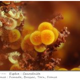 Cacoxenite
fov 2.30 mm
(Autor: ploum)