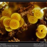 Cacoxenite
fov 1.5 mm
(Autor: ploum)