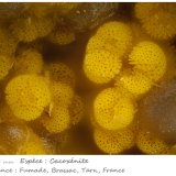 Cacoxenite
fov 1.04 mm
(Autor: ploum)