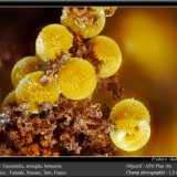 Cacoxenite, Beraunite and Strengite
fov 1.5 mm
(Autor: ploum)
