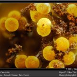Cacoxenite
fov 1.8 mm
(Autor: ploum)