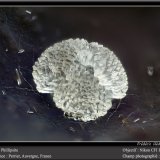 Phillipsite
fov 1.8 mm
(Autor: ploum)
