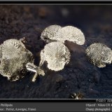 Phillipsite
fov 4.5 mm
(Autor: ploum)