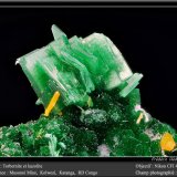Torbernite and Kasolite
fov 4,5 mm
(Autor: ploum)