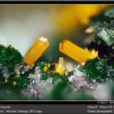 Kasolite on Torbernite
fov 1.8 mm
(Autor: ploum)