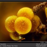 Cacoxenite
fov 0,9 mm
(Autor: ploum)