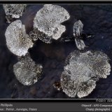 Phillipsite
fov 3.5 mm
(Autor: ploum)
