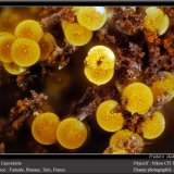 Cacoxenite
fov 1.8 mm
(Autor: ploum)