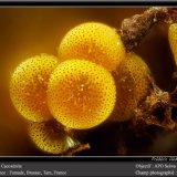 Cacoxenite
fov 0.9 mm
(Autor: ploum)