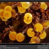 Cacoxenite
fov 1.8 mm
(Autor: ploum)