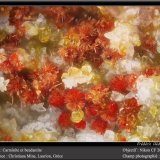 Carminite and beudantite
fov 0.9 mm
(Autor: ploum)